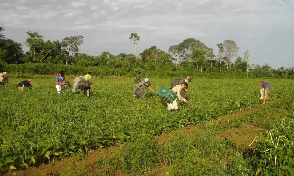 Agricultura brasileira enfrenta crise que ameaça o futuro do país