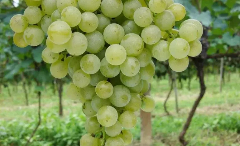 Embrapa destaca vinhos da Serra na primeira seleção da uva brasileira BRS Lorena