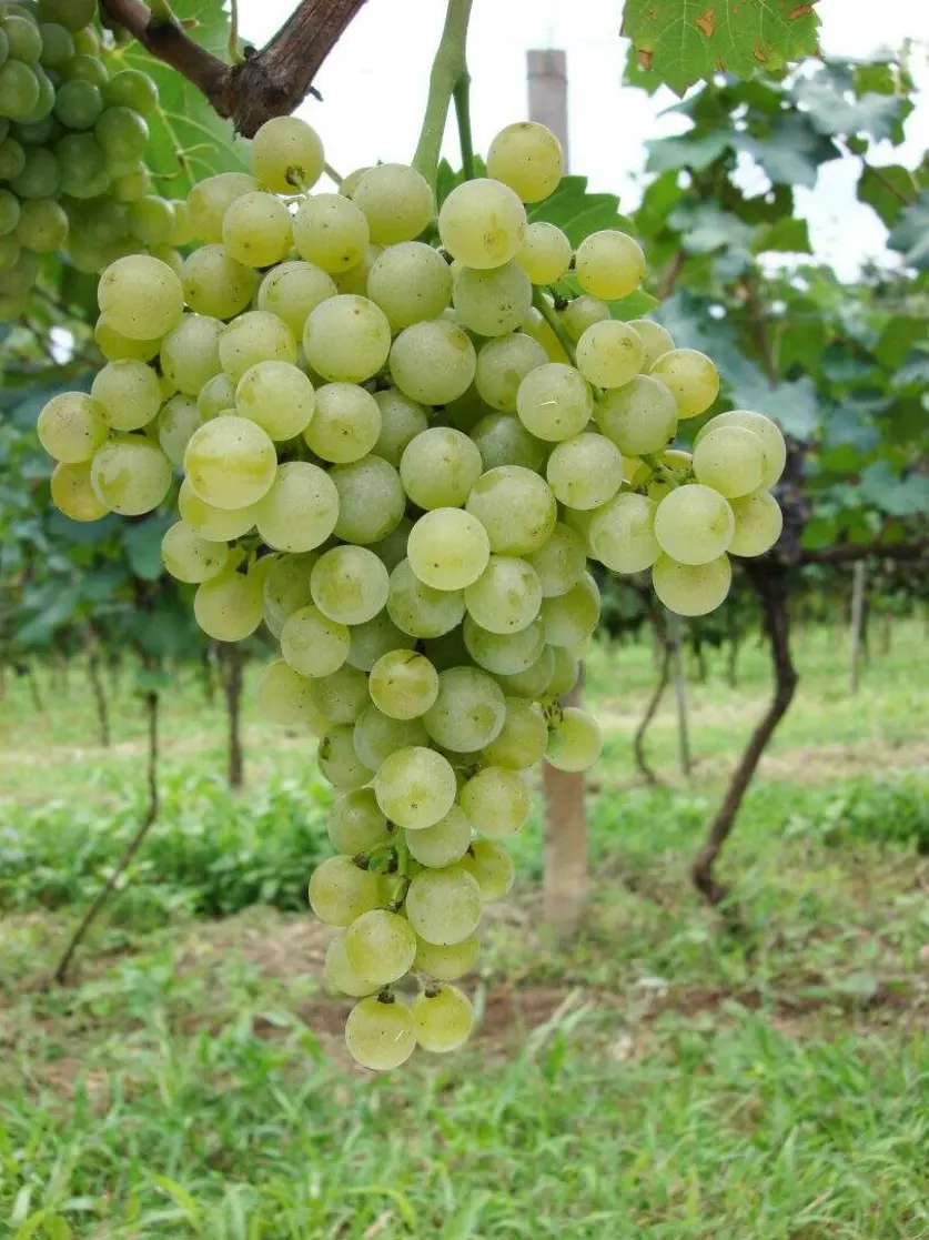 Embrapa destaca vinhos da Serra na primeira seleção da uva brasileira BRS Lorena