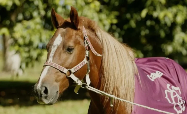 Cavalo Caramelo: Monumento homenageará símbolo da enchente no RS