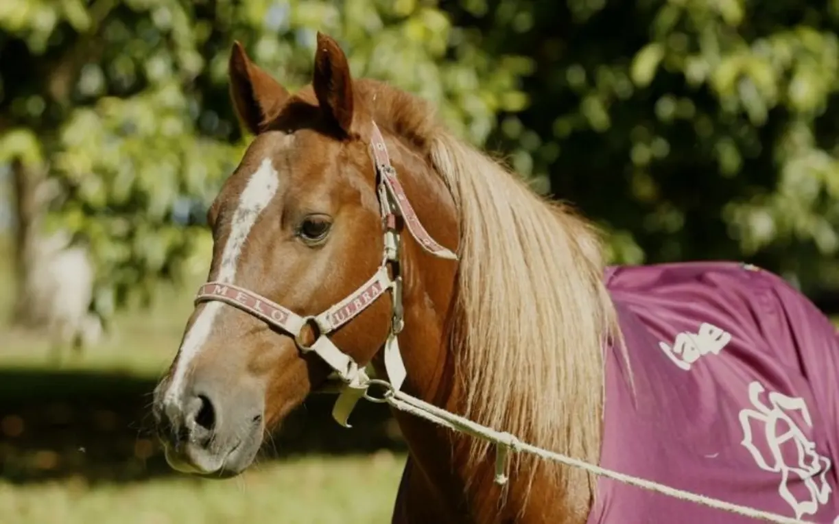 Cavalo Caramelo: Monumento homenageará símbolo da enchente no RS
