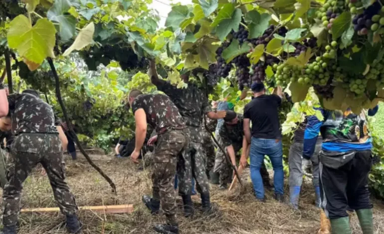 Mutirão recupera parreirais após temporais e tornados na Serra Gaúcha