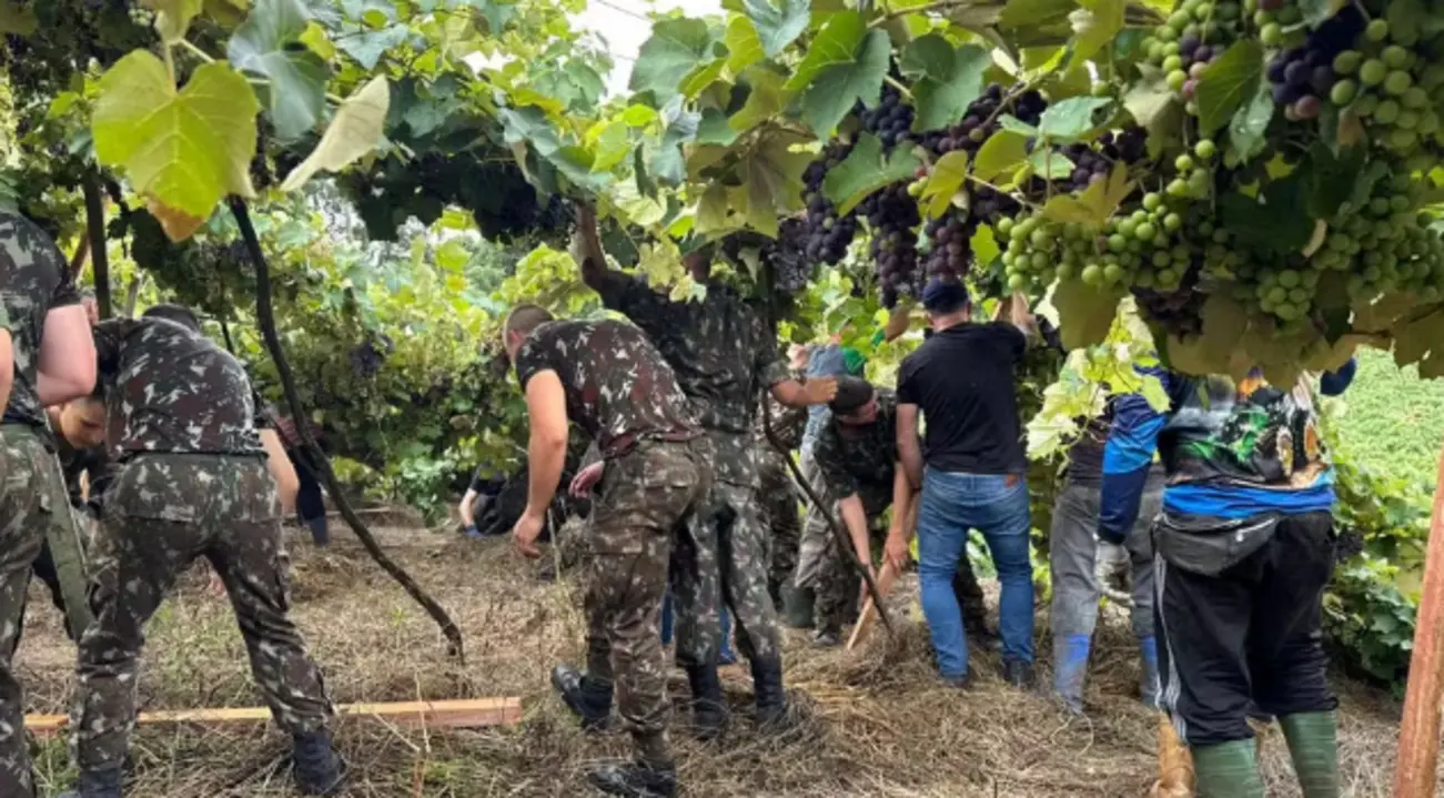 Mutirão recupera parreirais após temporais e tornados na Serra Gaúcha