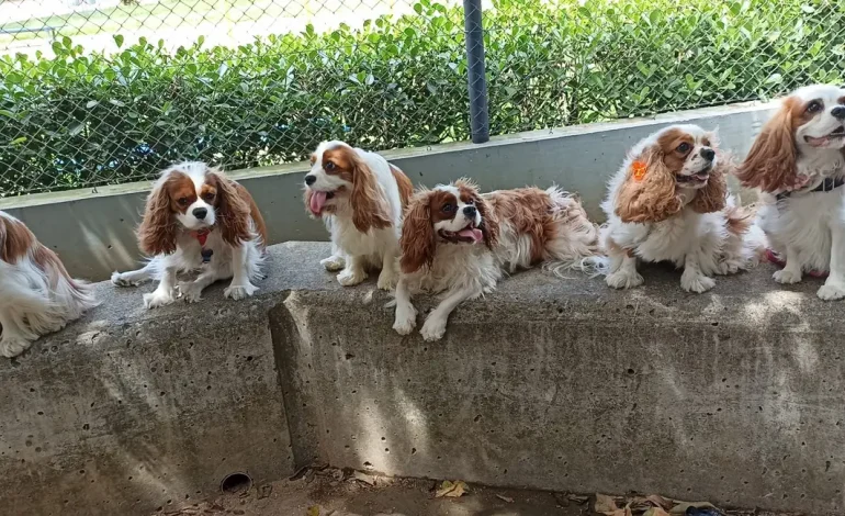 Porto Alegre avança com política municipal para cachorródromos e manual de boas práticas