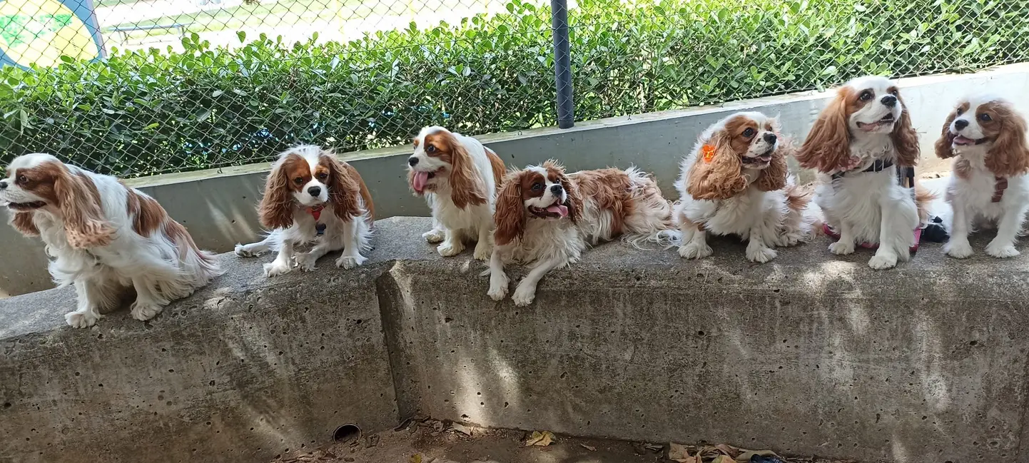Porto Alegre avança com política municipal para cachorródromos e manual de boas práticas