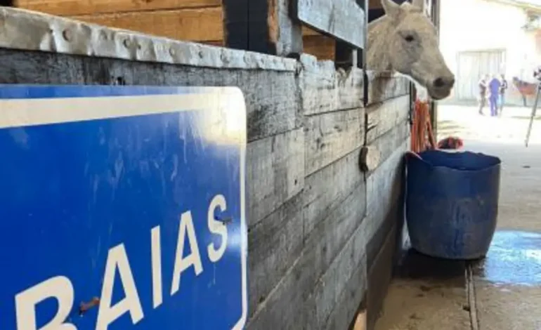 EPTC recolhe carroças e alerta sobre riscos de veículos de tração animal irregulares
