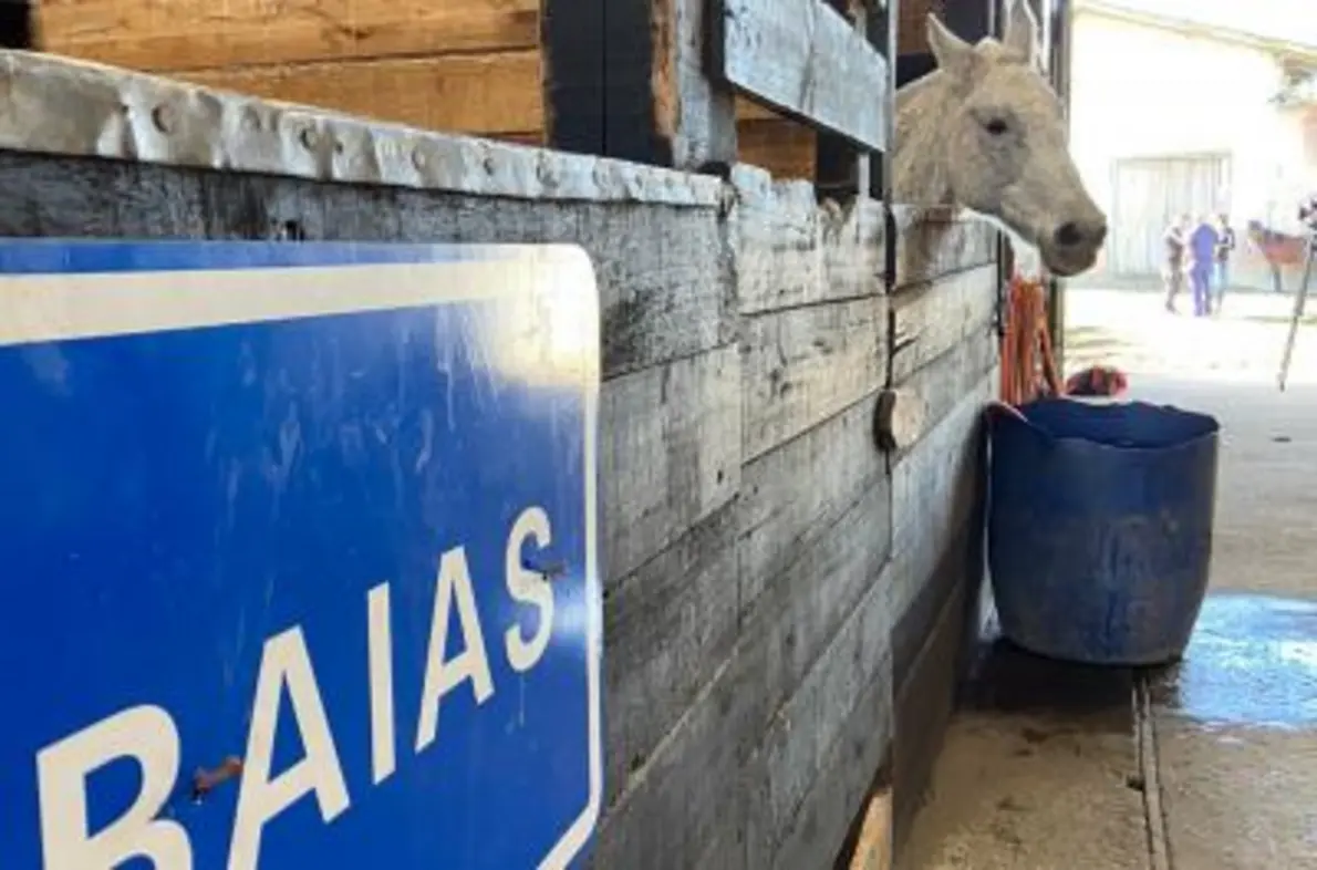 EPTC recolhe carroças e alerta sobre riscos de veículos de tração animal irregulares