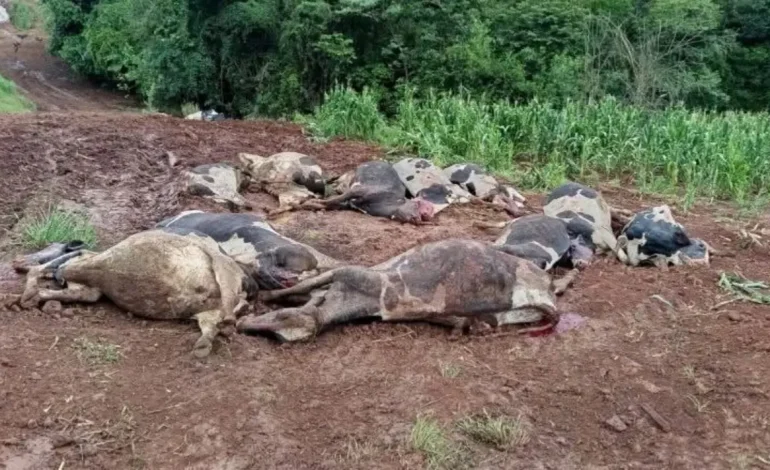 Tragédia no Campo: 48 Vacas Leiteiras Morrem em Intoxicação Misteriosa no RS