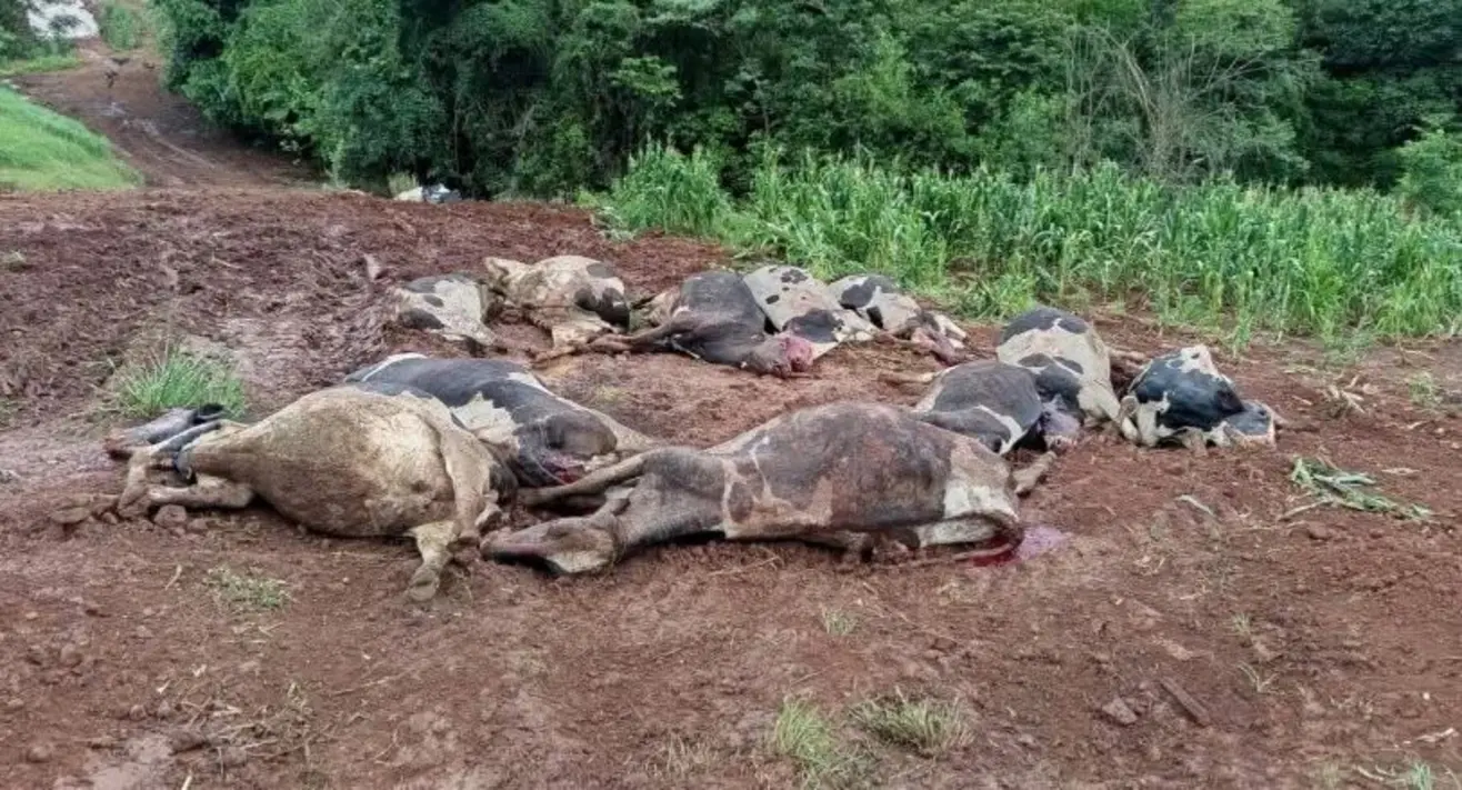 Tragédia no Campo: 48 Vacas Leiteiras Morrem em Intoxicação Misteriosa no RS