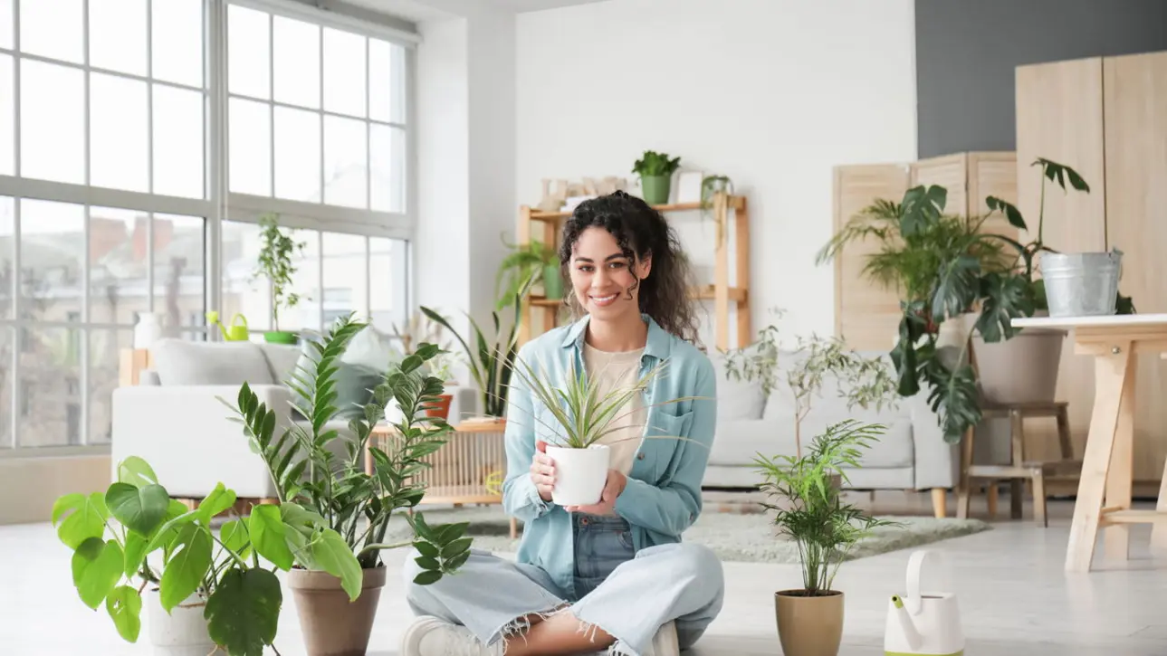 Plantas Ideais para Cada Ambiente da Casa e Seus Benefícios à Saúde