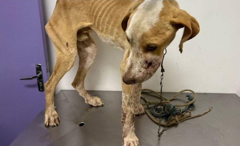 Santa Catarina registra mais de 6 mil denúncias de maus-tratos contra animais em 2025
