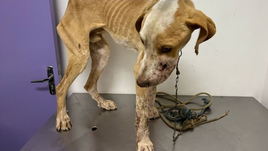 Santa Catarina registra mais de 6 mil denúncias de maus-tratos contra animais em 2025