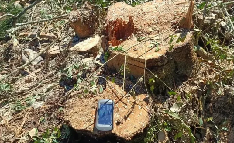 Polícia Ambiental flagra destruição de mata nativa em Arvorezinha, Ilópolis e Casca