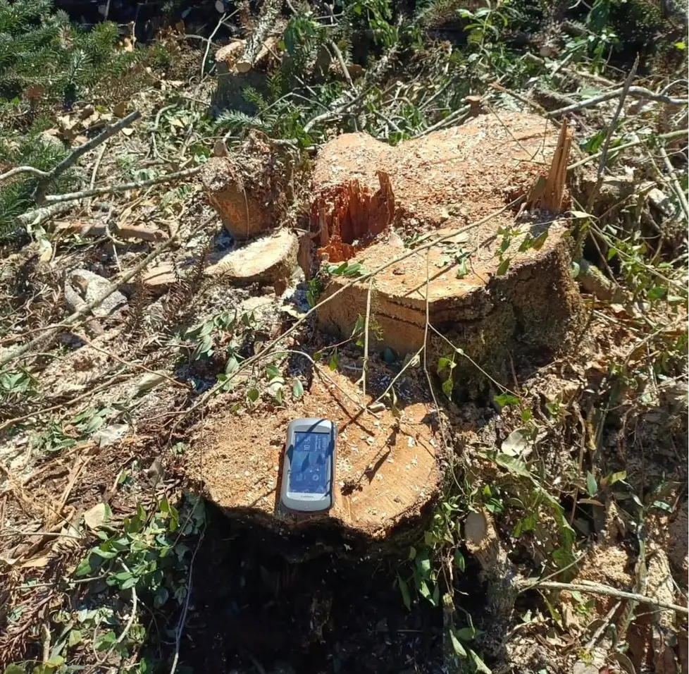 Polícia Ambiental flagra destruição de mata nativa em Arvorezinha, Ilópolis e Casca
