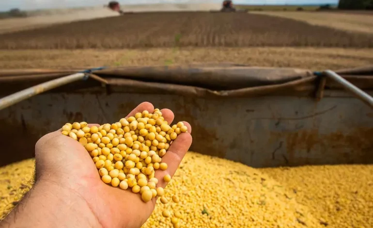 Cooperagri realiza Noite de Campo com foco em híbridos de milho