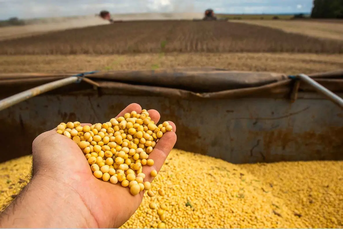 Cooperagri realiza Noite de Campo com foco em híbridos de milho