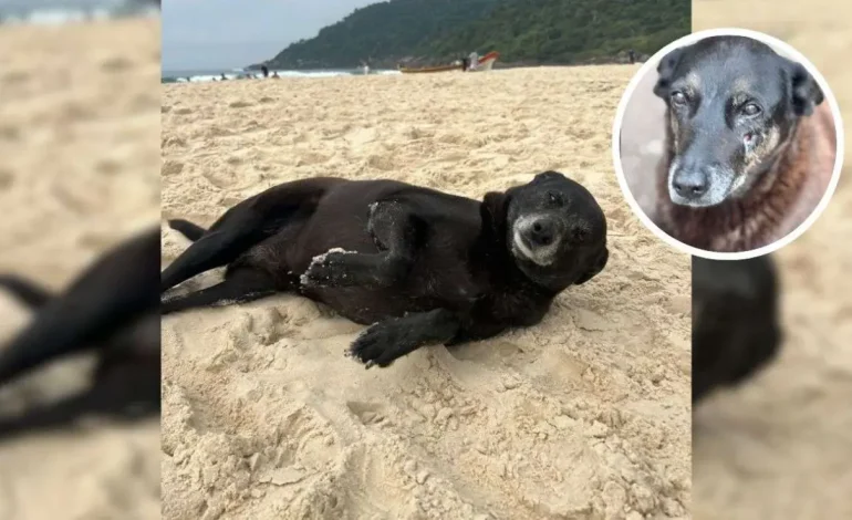 Morre Pretinha, cadela comunitária conhecida por ser amiga de Orelha, em Florianópolis