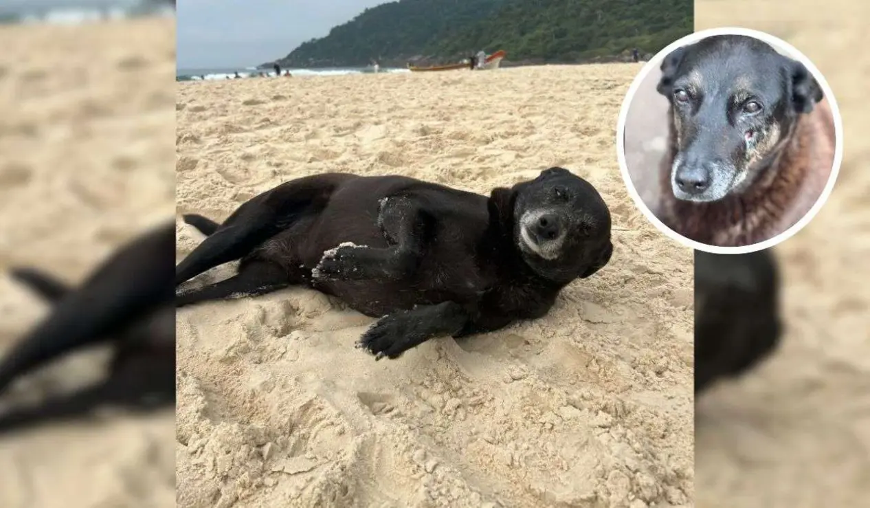 Morre Pretinha, cadela comunitária conhecida por ser amiga de Orelha, em Florianópolis