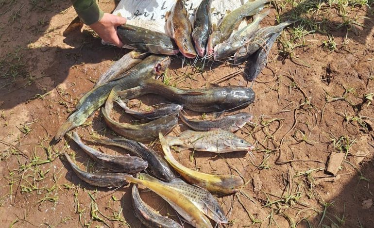 Pescador é flagrado com rede proibida e 21 peixes no Rio Taquari em Muçum