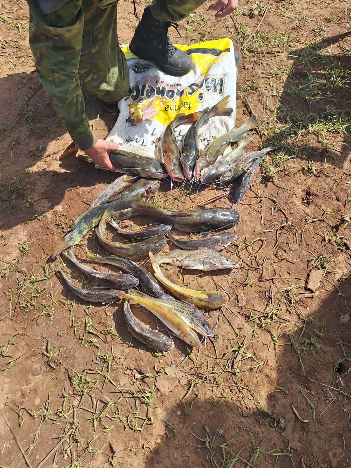 Pescador é flagrado com rede proibida e 21 peixes no Rio Taquari em Muçum