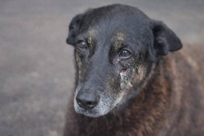 Laudo não identifica causa da morte do cão Orelha, mas hipótese de trauma não é descartada
