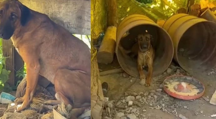 Polícia resgata cães em situação grave de maus-tratos no interior de Muçum