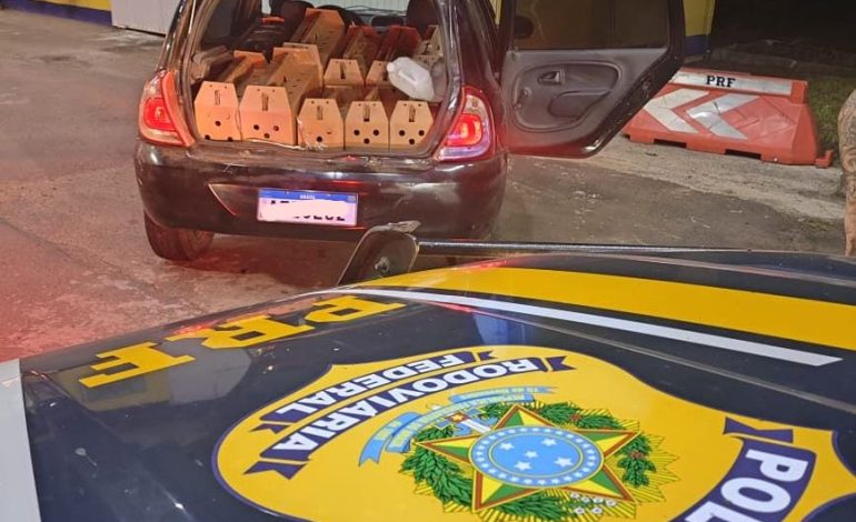 PRF prende dupla transportando galos de rinha