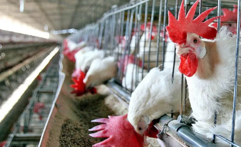 Gripe aviária: Brasil prorroga estado de emergência por mais 180 dias