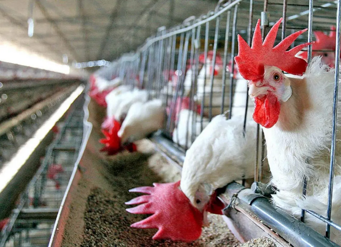 Gripe aviária: Brasil prorroga estado de emergência por mais 180 dias