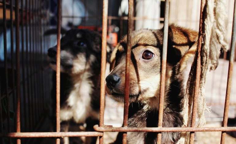 Lei cria política nacional de acolhimento para animais resgatados em desastres