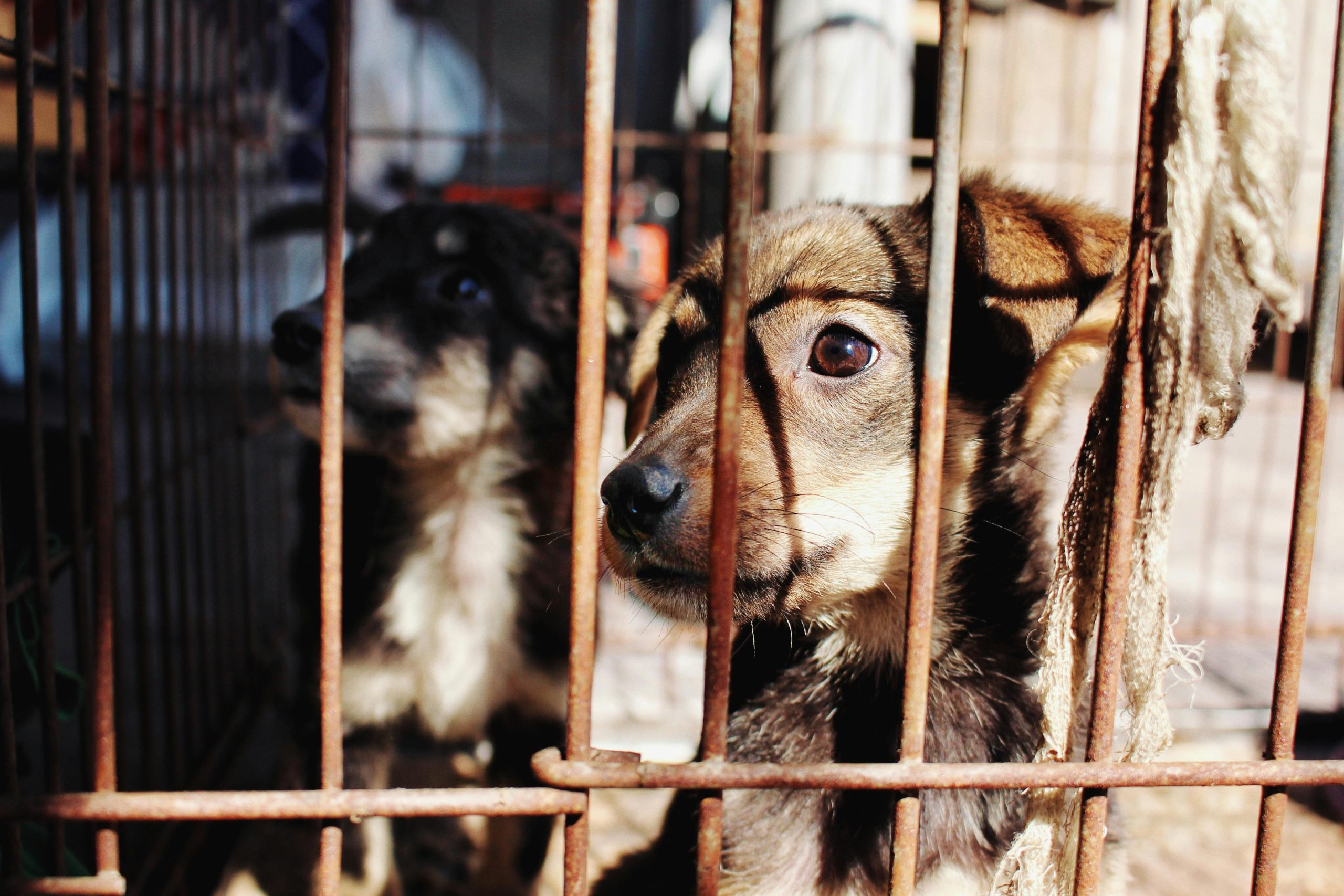 Lei cria política nacional de acolhimento para animais resgatados em desastres