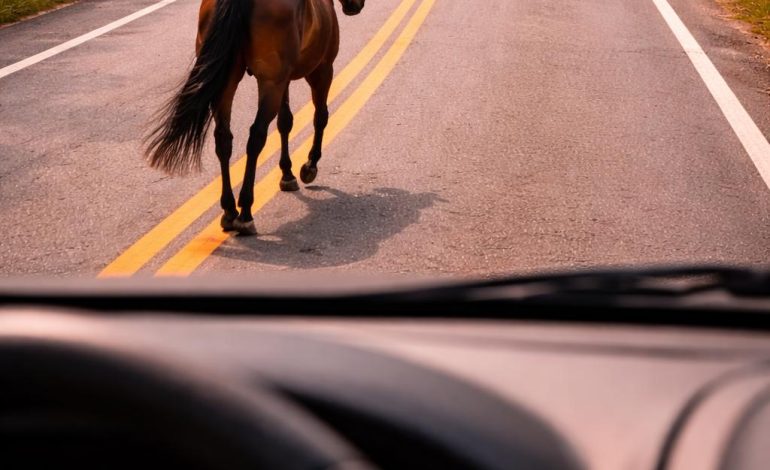Cavalo atravessa pista, é atropelado e morre na RSC-453 em Venâncio Aires