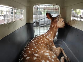 Cervo exótico morre após resgate em Porto Alegre