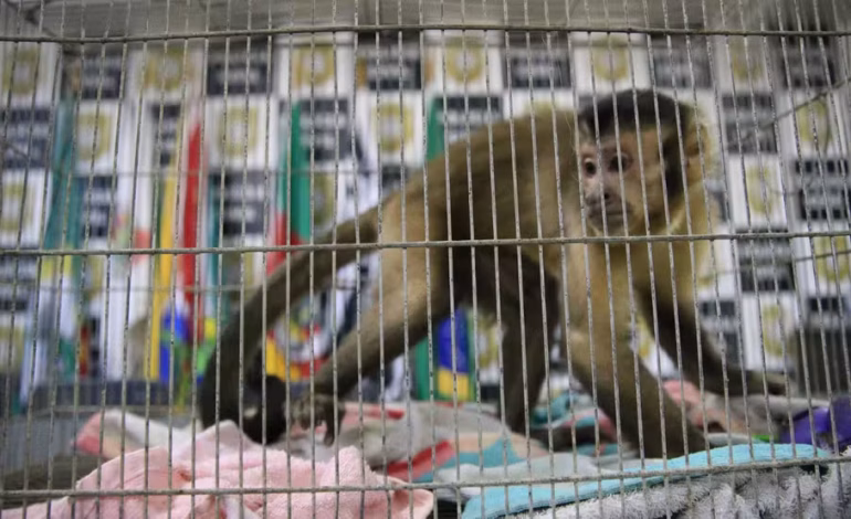 Polícia apreende macaco-prego durante operação contra roubos a residências no RS