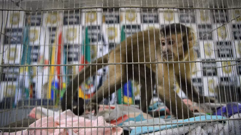 Polícia apreende macaco-prego durante operação contra roubos a residências no RS