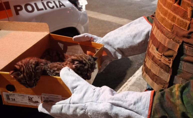 Filhotes de jaguatirica são resgatados após serem encontrados em vala no RS