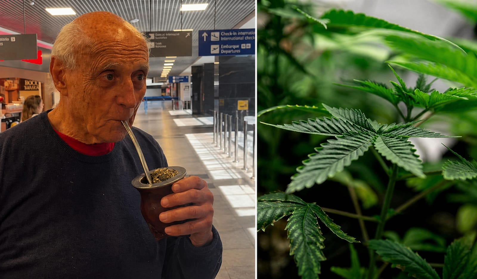 Chimarrão terapêutico com cannabis chama atenção após visita de Suplicy ao RS