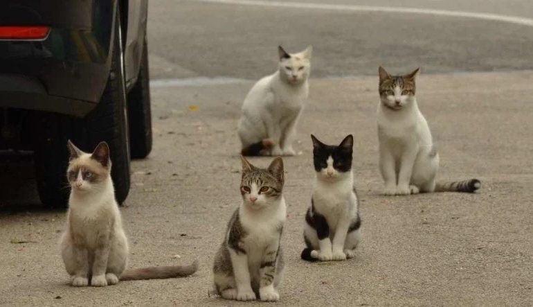 Cerca de 15 gatos são encontrados mortos no bairro Montanha, em Lajeado