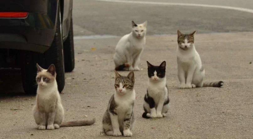 Cerca de 15 gatos são encontrados mortos no bairro Montanha, em Lajeado