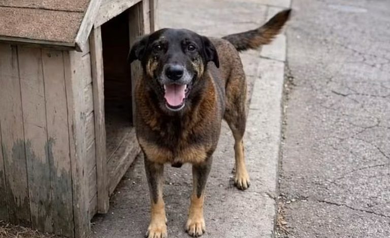 Empresário investigado em caso de morte de cão Orelha morre após infarto