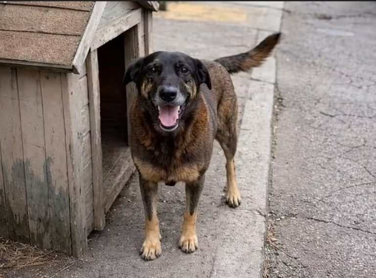 Empresário investigado em caso de morte de cão Orelha morre após infarto