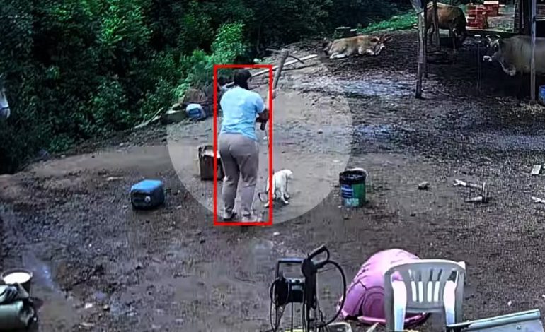 Mulher é presa após matar cachorro com picareta em Porto Alegre